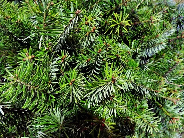 50 Nordmanntanne victor Abies nordmanniana Wurzelware 2 jährig 5-8 cm