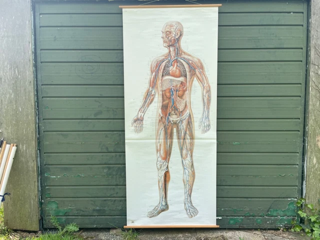 VINTAGE FULL BODY CIRCULATORY SYSTEM school chart anatomy medical chart ...
