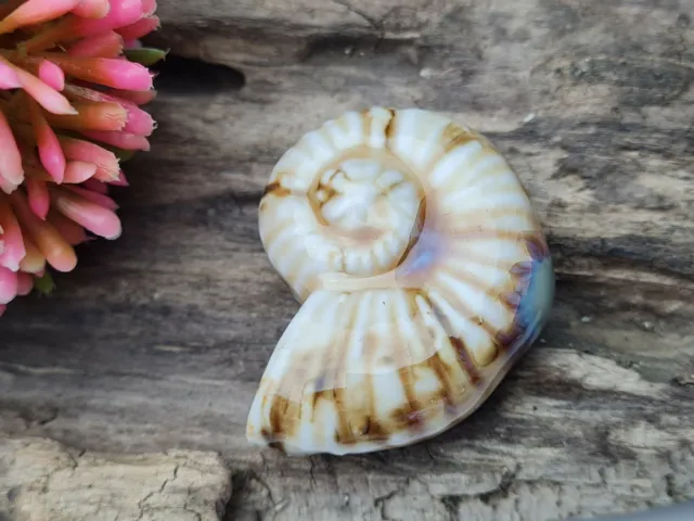 2 Stck groß Keramik Porzellan Perlen Beige Braun Schnecke snail Tier Natur 40 mm