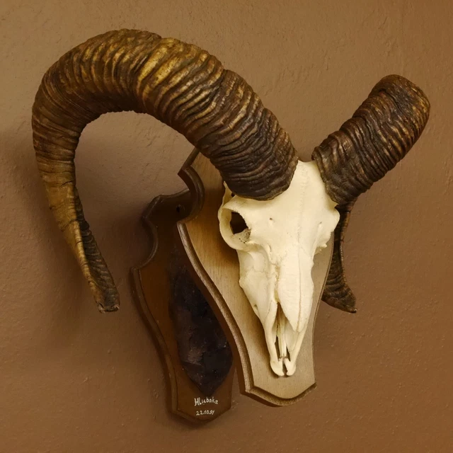 Mufflon Aries Cornamenta Trofeo de Calavera Hornlänge 71,5cm En Escudo 82.1.74 3