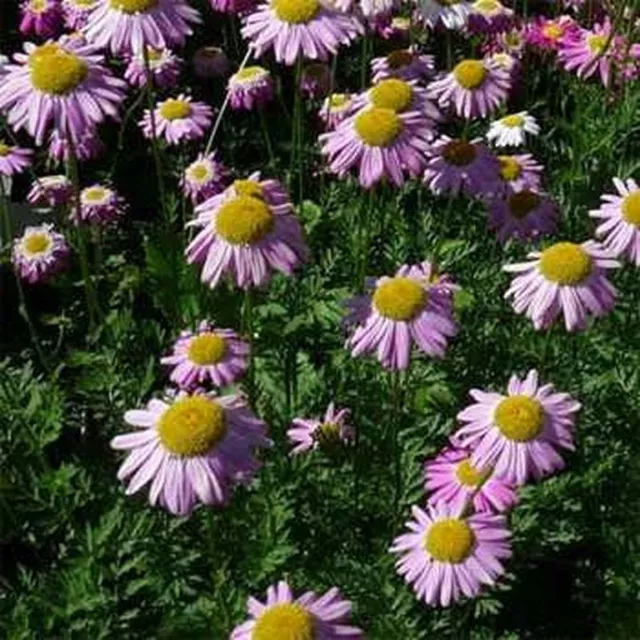 Chrysanthemum- Coccineum-Robinson's Rose- 200 Seeds