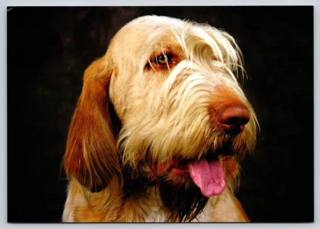 Postcard Spinone Italiano Dog Breed Canis lupus familiaris Italian Hunting Dog