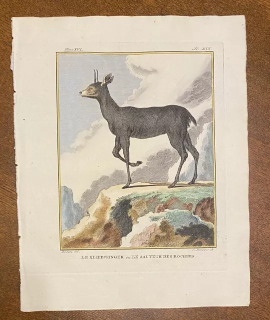 klipspringer,  Buffon, engraving Antique 1773-1802 Hand-colored Antelope