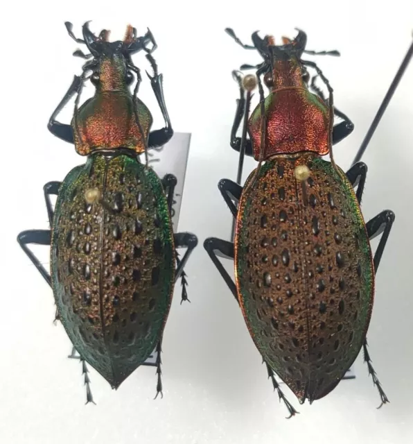 couple Carabus Coptolabrus smaragdinus mont Changlang Shiyan Chine