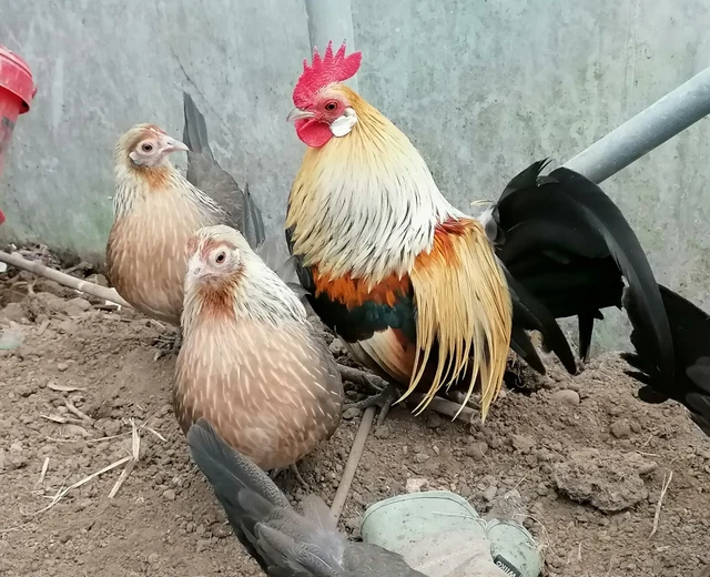 6 YELLOW PARTRIDGE Dutch Bantam Hatching Eggs $12.80 - PicClick