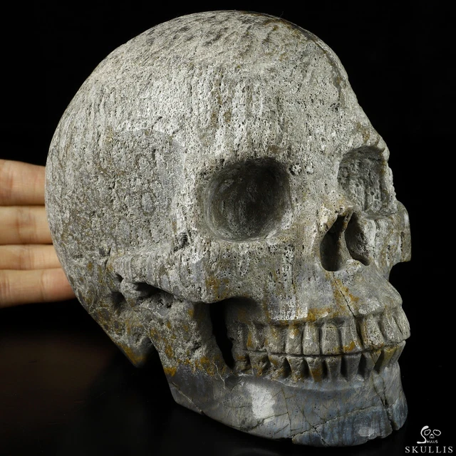 Lifesized 6.0" Coral Fossil Hand Carved Crystal Skull, Realistic, Healing