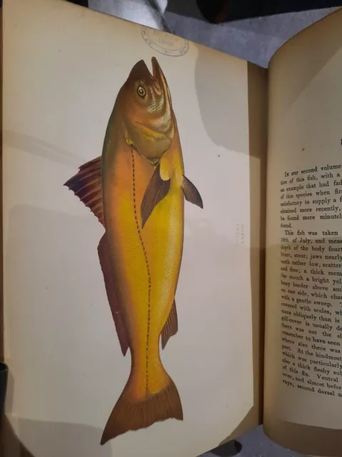 A History Of The Fishes Of The British Islands 1877 Couch Jonathan 252 plates