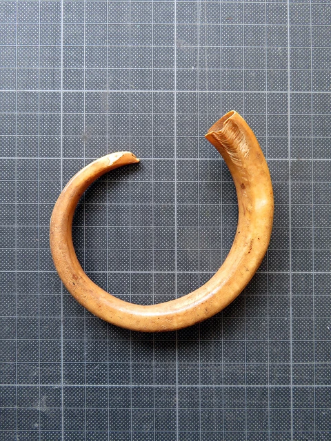 Runder Eberzahn / Boar Tusk, Primitivgeld, Papua-Neuguinea