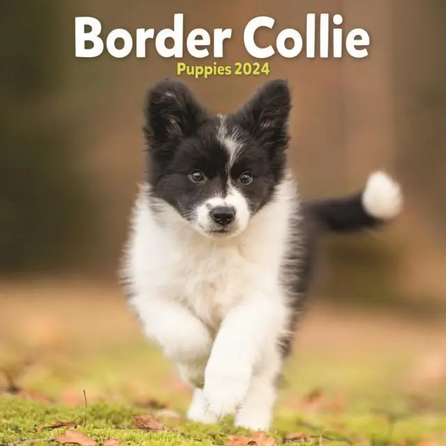 Border Collie Puppies Mini Calendar 2024 9781804602430 NEW Book