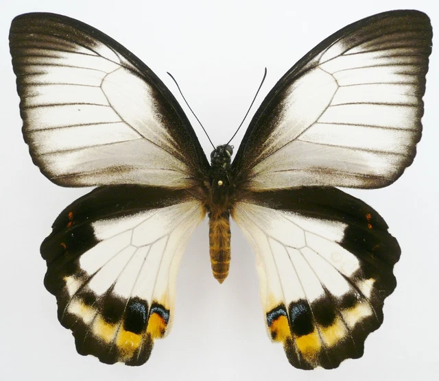 Papilio Aegeus Othello Female Rare Form Thuria From Biak Isl. +Rare+