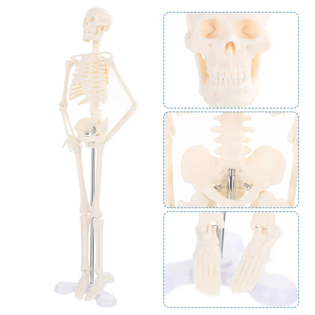Skelettmodell Skelett Menschliches Modell Mini-Spielzeug Mannequin Klein