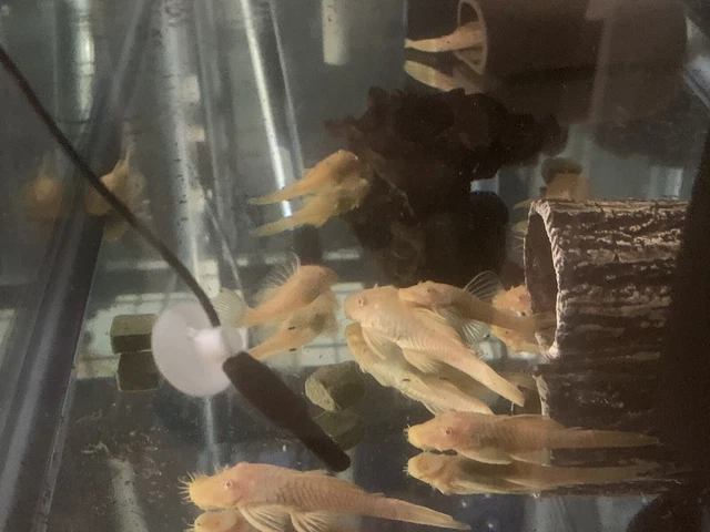 Albino Bristlenose Pleco (Ancistrus sp.) 2.50-3.00+