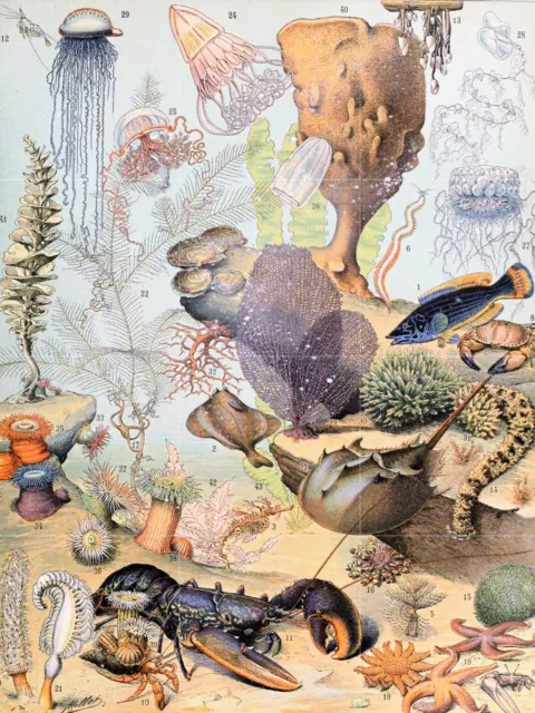 Tile Mural/Mosaic Ceramic Panel of Ocean Life- Adolphe Millot Print- Tile Mosaic