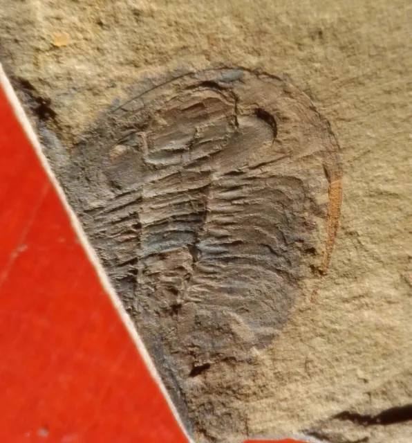 Trilobite Cambrien De La Montagne Noire , Paradoxides