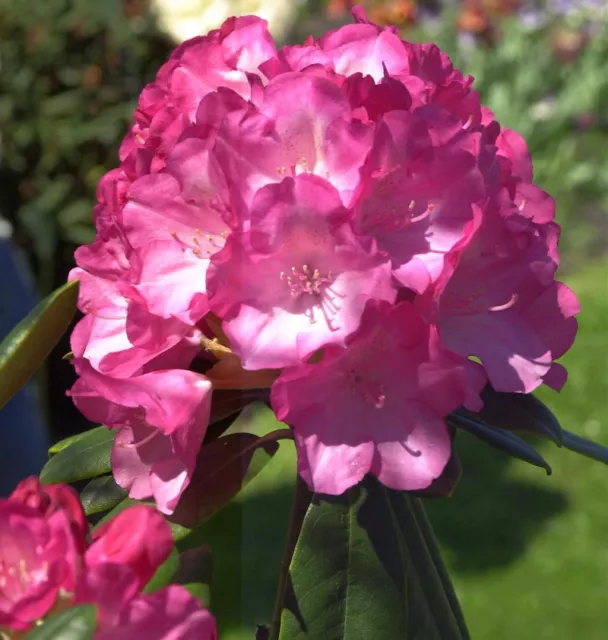 Hochstamm Rhododendron Fantastica 80-100cm - Alpenrose