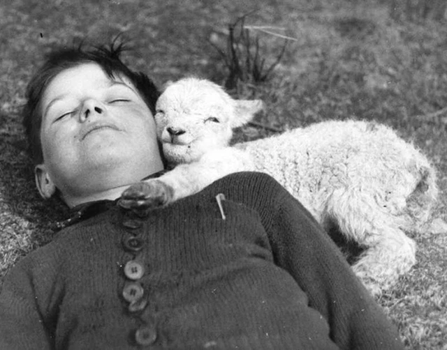 Antique Nap Time Boy & Lamb Photo 1255 Oddleys Strange & Bizarre