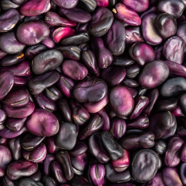 LOT DE 20 Graines De Fève Violette A Grano Violetto EXTRA PRECOCE