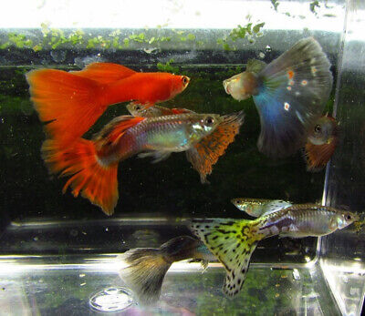 6 Assorted Color Male Guppies Guppy Live Freshwater Aquarium Fish