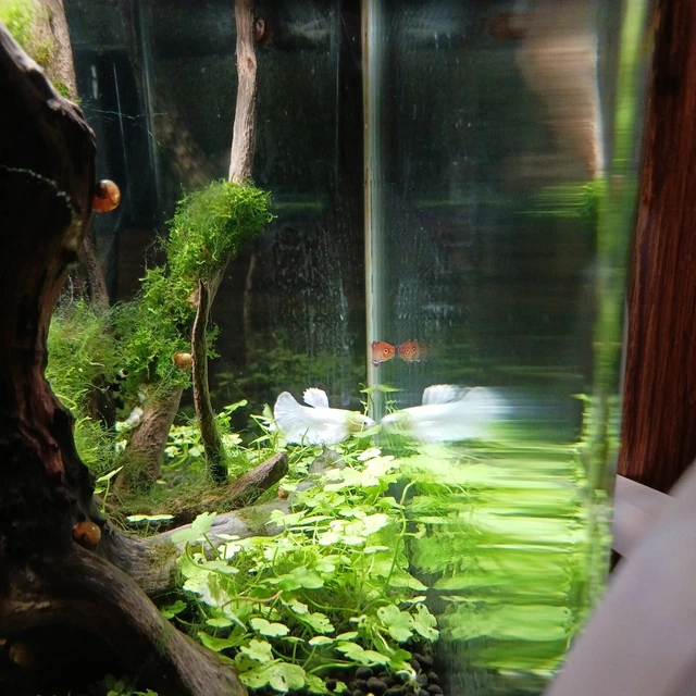 Platinum plakat betta fish comes with tank