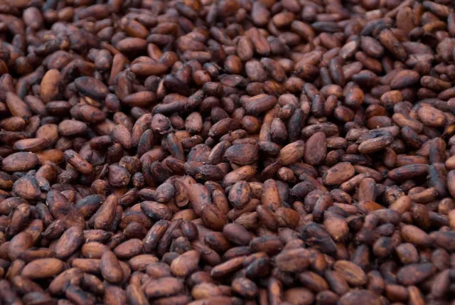 BULK 2 KG Cacao Beans - ORGANIC WHOLE RAW CACAO BEANS FREE POST