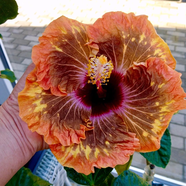 HIBISKUS ROSA SINENSIS Hibiscus PM AMRIPATURI, 20 cm ab Erde VEREDELT ...