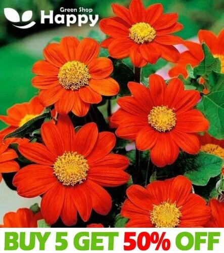 THE MEXICAN SUNFLOWER SCARLET RED - 120 SEEDS - Tithonia speciosa - FLOWER