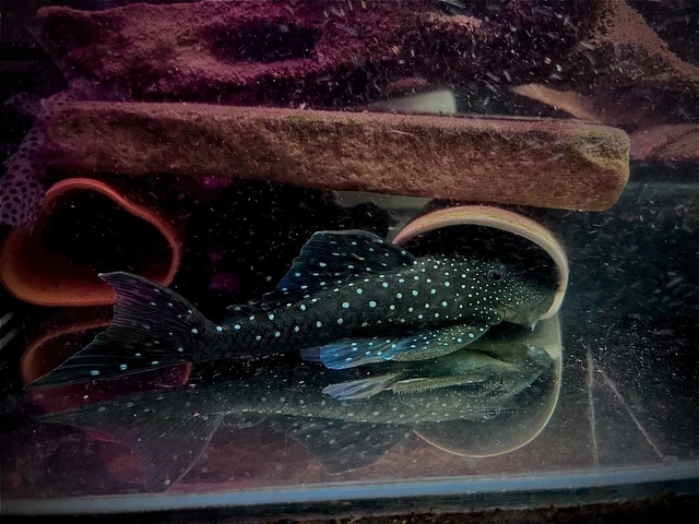 L128 Blue Phantom Pleco Hemiancistrus SP Adult Size Collection Only