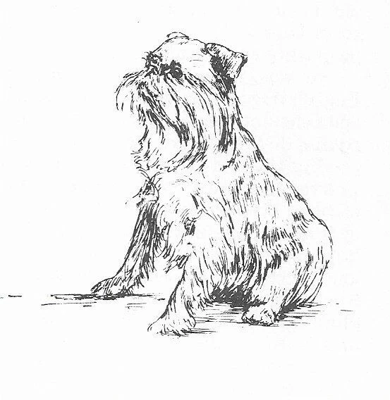 Brussels Griffon #5 - CUSTOM MATTED - 1963 Vintage Dog Art Print 0507 CLD