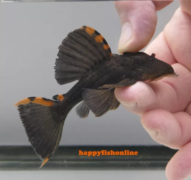 Super Cool L091 Three Beacon Pleco! Healthy Young Fish - Nice Group! Wc 9-12 Cm