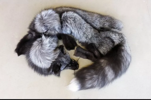 Silver Fox Pelt