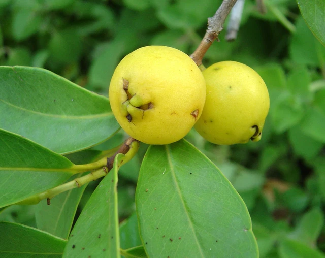 Lemon Yellow Guava Tropical Fruit Trees