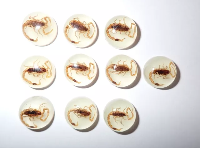 Insect Cabochon Golden Scorpion Specimen Round 13 mm Glow 90 pieces Lot