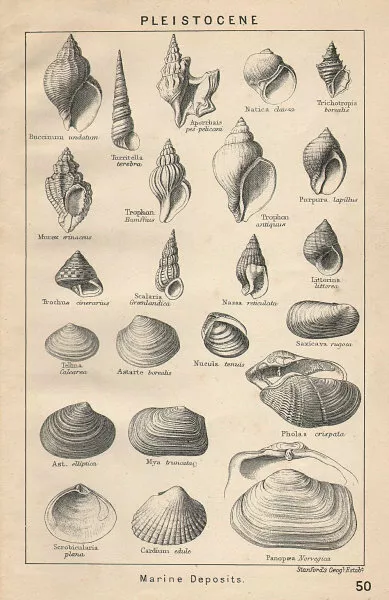 BRITISH FOSSILS. Pleistocene - Marine Deposits. STANFORD 1907 old print