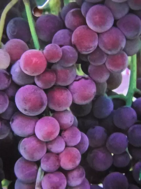 Vitis 'Suffolk Red' - kernlose Wein Rebe- winterharte Pflanze 30-50cm Trauben