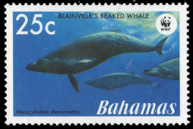 BAHAMAS 1207 - Blaineville's Beaked Whale "Mesoplodon densirostris" (pb10460)