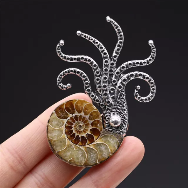 Broche/pendentif en coquille fossile de poulpe de calmar de mollusque d'ammonite