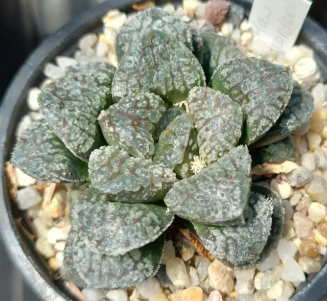 Haworthia 'Mordor' hybrid   10 seeds harvest 2023