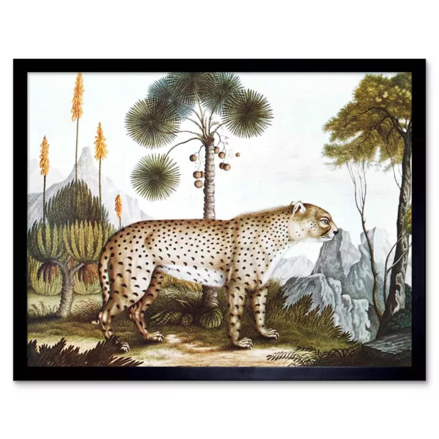 Painting Antique Nature Zotl Cheetah Gepard 12X16 Inch Framed Art Print