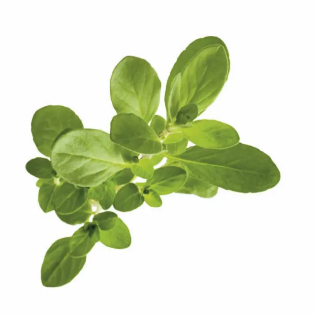 Sweet Marjoram Essential Oil 100% Pure Natural Aromatherapy Therapeutic Oils