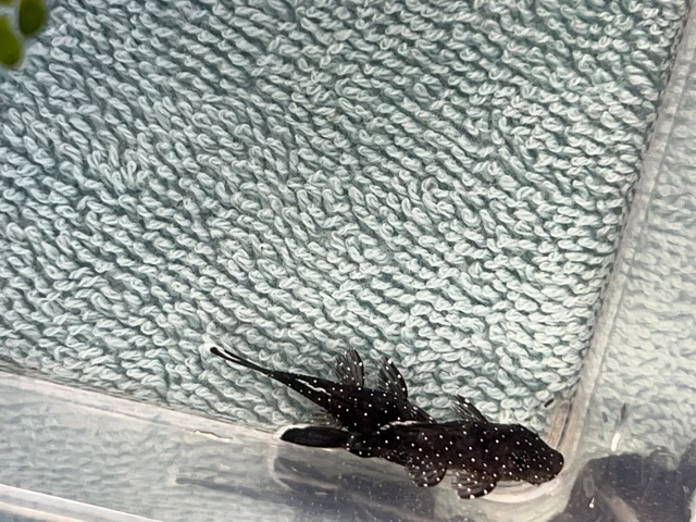 L181-Peppermint Bristlenose Pleco .75"-1.25" Tank Bred