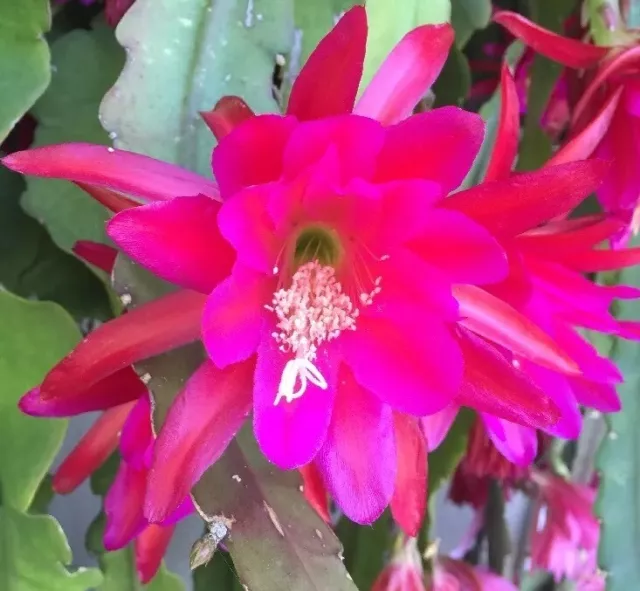 ❤️Epiphyllum Electric Pink Orchid Cactus 2 unrooted cuttings Huge Flores Flower