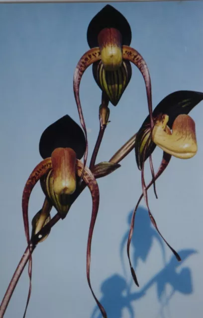 Slipper Orchids- Rare Offering Species Paphiopedilum anitum, Seedling.