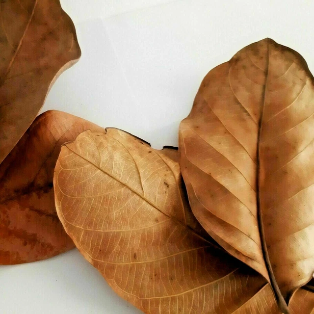 Ceylon Sundried Natural Organic Jack Fruit Leaves pack of 100 Shrimp Aquarium