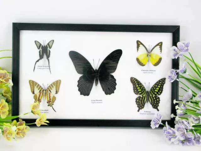 5 papillons - taxidermie cadre exotiques réel une beauté unique Naturalise q 03