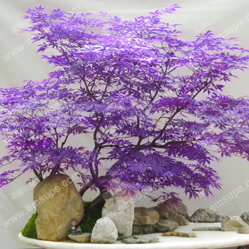 Japonés Púrpura Fantasma Arce Semillas De Árboles Acer Palmatum