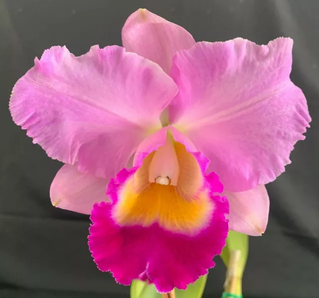 RON Cattleya Orchid Special Quality Div Rlc. Dal's Bonanza (3181)