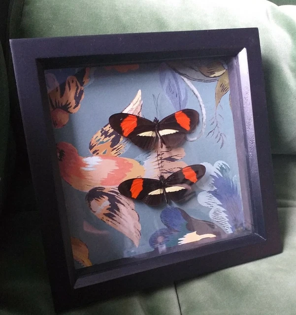 BUTTERFLY FRAME WITH Real Butterflies and Vintage Paper EUR 28,06 ...