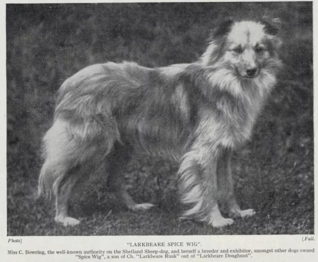 Shetland Sheepdog | Sheltie - 1934 Vintage Dog Art "Photo" Print - CUSTOM MATTED