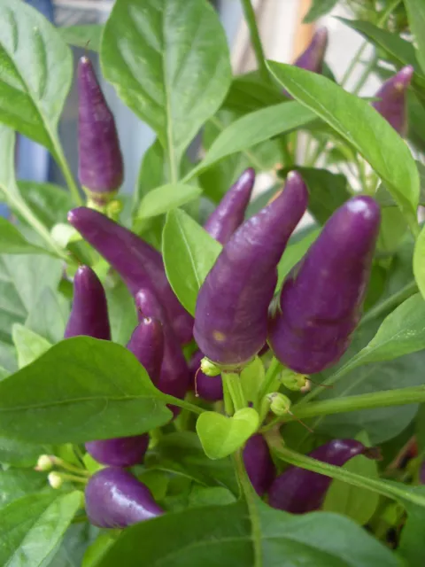 Chilisamen Lila Purple Pepper super Optik Chili Chilli  neue Ernte für Balkon🌶️