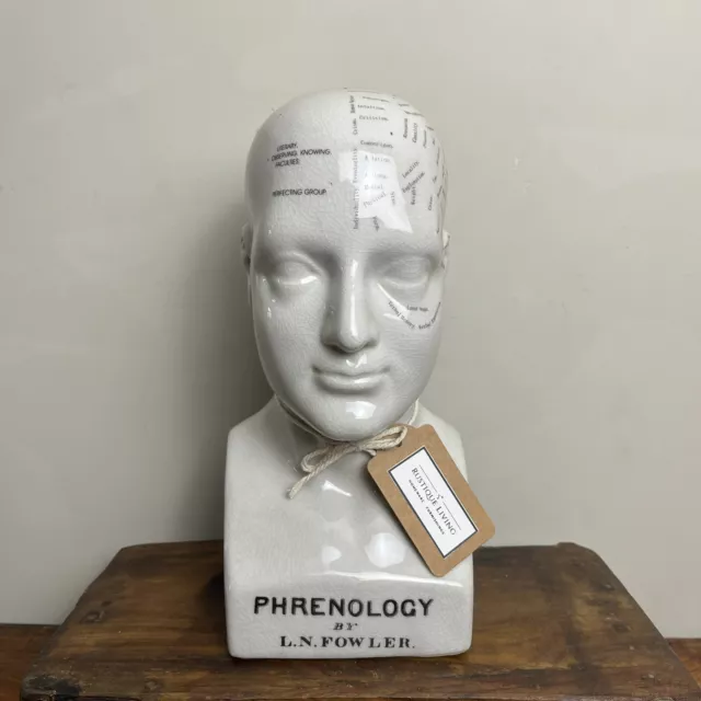 Large Ceramic Phrenology Head - 26cm Medical Bust - Crackle Glazed Finish